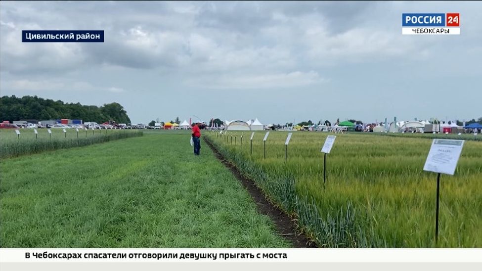 На "Дне поля" в Чувашии представили препараты, защищающие растения от болезней, сорняков и вредителей