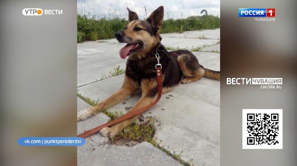 Проект "Найди друга". №27. Земфира - настоящий следопыт