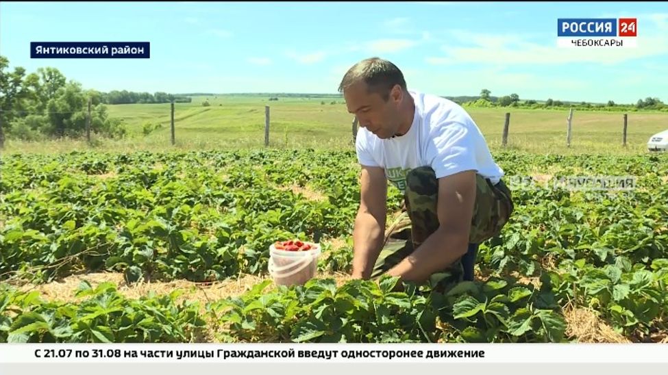Супруги Кузнецовы из Янтиковского района выращивают множество сортов клубники