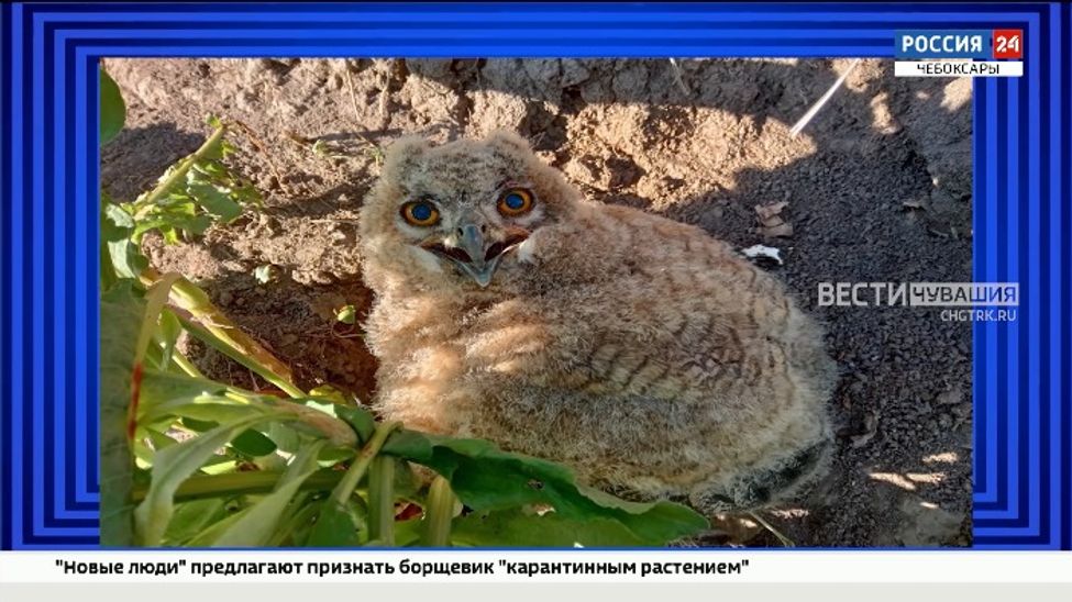 Орнитологи Чувашии обнаружили новые места обитания краснокнижных филинов