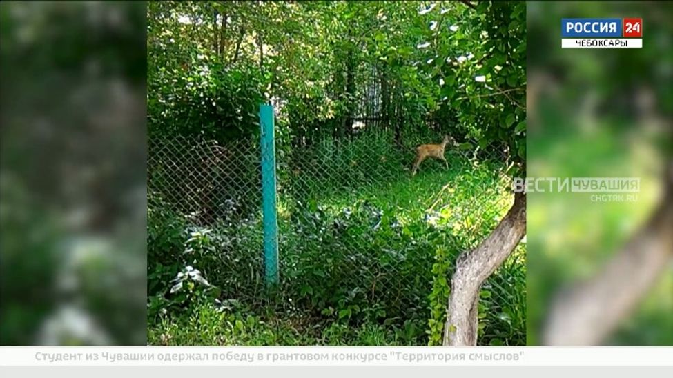 За полгода в Чувашии от нападения бродячих собак погибло 20 косуль