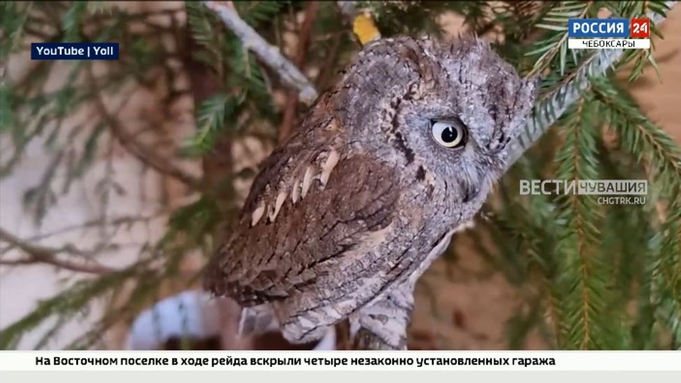 Орнитологи Чувашии впервые в регионе обнаружили самых маленьких сов страны