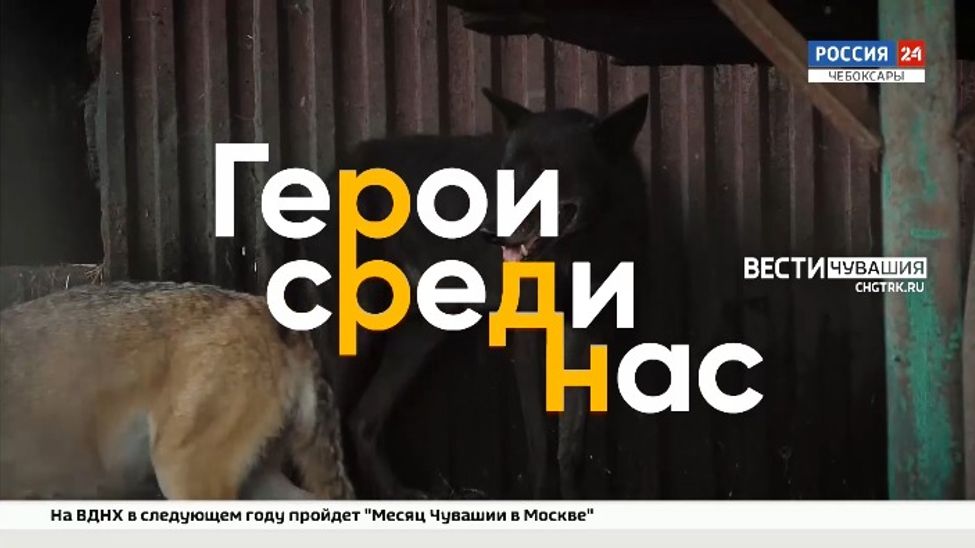 Как приручить дикого волка? Об этом и не только в программе "Герои среди нас"