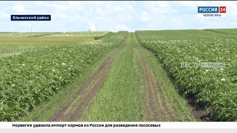 По объему выращенного картофеля Чувашия занимает 2 место в ПФО