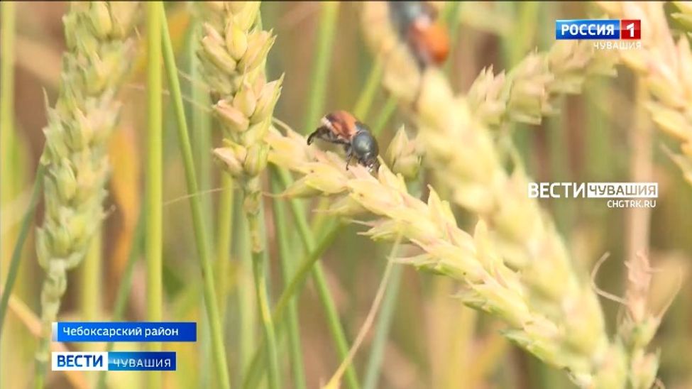 Высокая влажность и температура провоцируют размножение вредителей на сельхозугодьях Чувашии