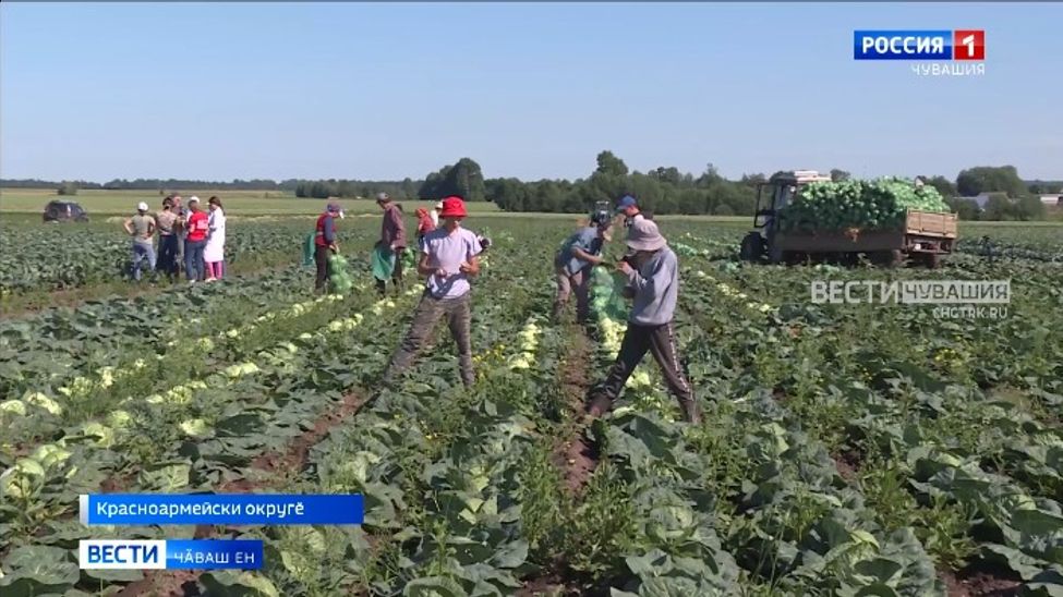 Чӑваш Енри ҫӗр ӗҫченӗсем вырмана тата пахча-ҫимӗҫ пуҫтарма тухнӑ