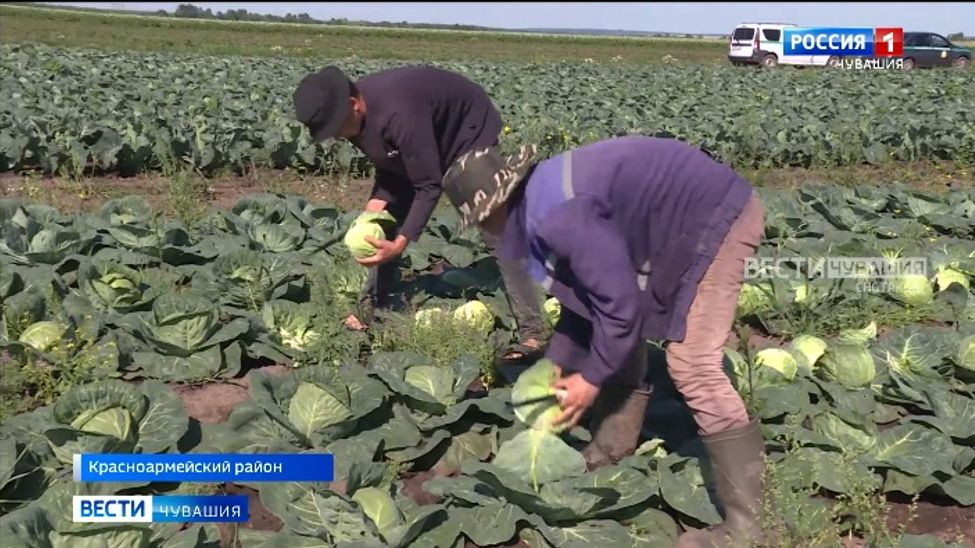 Аграриям Чувашии предстоит убрать более 500 тысяч гектаров засеянных площадей