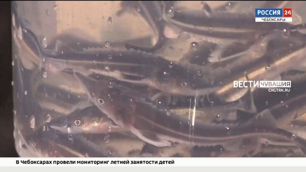 В Чувашии 10 тысяч мальков стерляди выпустили в Волгу