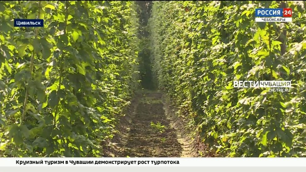 В Цивильске появится музей хмеля с баром и хмельной комнатой отдыха