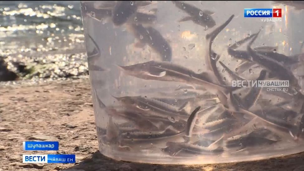 Юханшыв пуянлӑхне пӗтме памаҫҫӗ