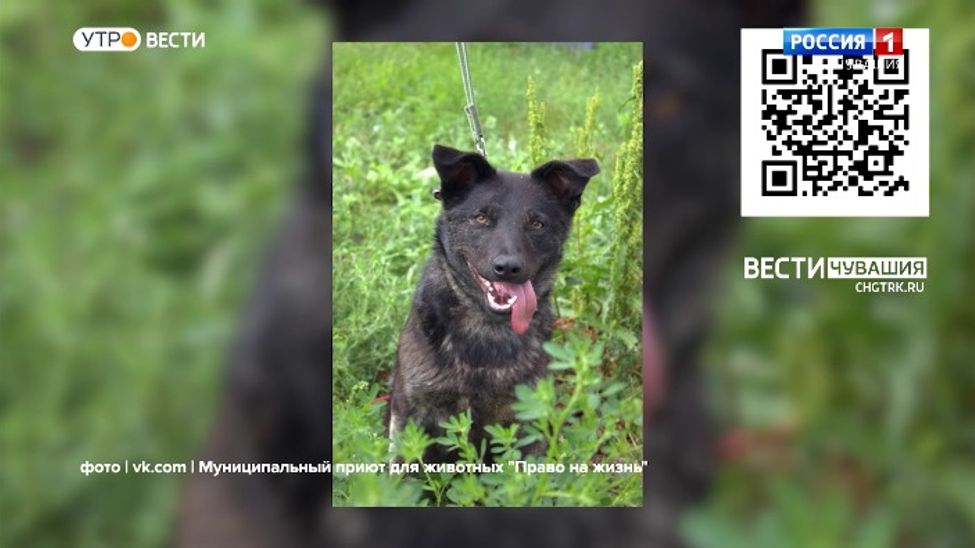 Проект "Найди друга". №29. Крепыш