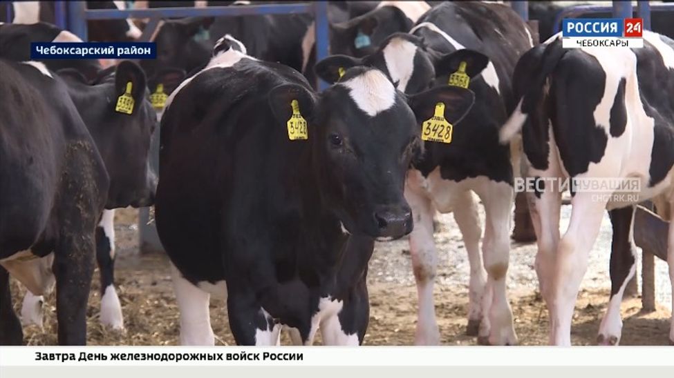 В Чувашии собираются развивать животноводство с помощью генных технологий 