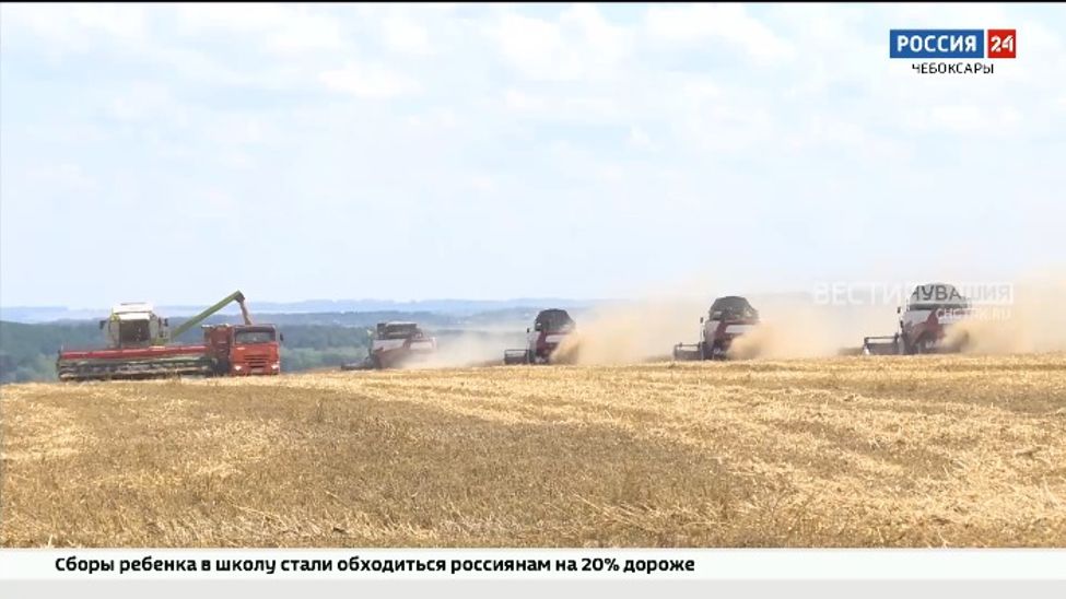 В Чувашии сельхозпроизводителям предстоит убрать с полей 962 гектара овощей