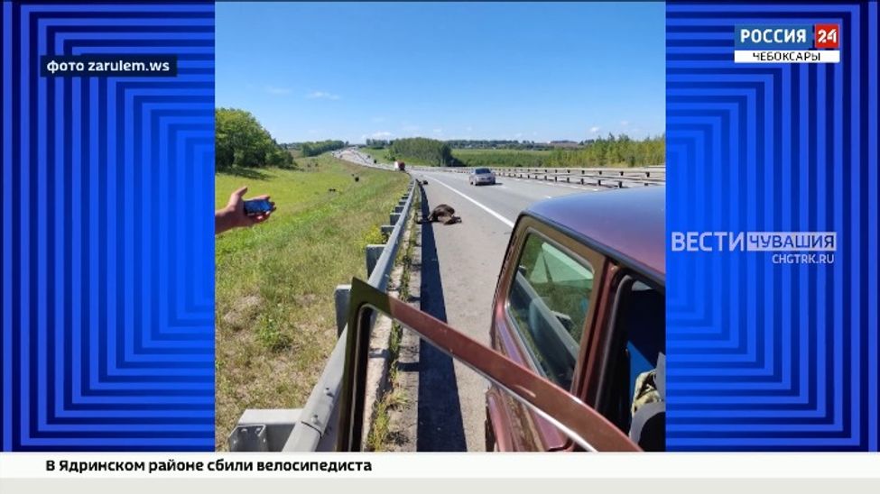 В Чувашии жертвами ночного ДТП стали 2 лося