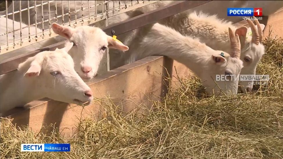 Иртнӗ ҫур ҫулти кӑтартусене пӗтӗмлетрӗҫ, малашлӑх пирки калаҫрӗҫ