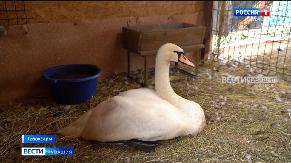 «Гадкий утенок» наоборот: царские птицы с Чебоксарского залива третируют лебедя