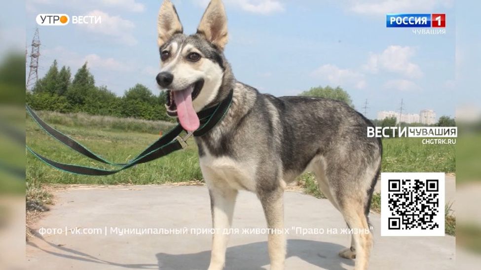 Проект "Найди друга". №32. Хлоя