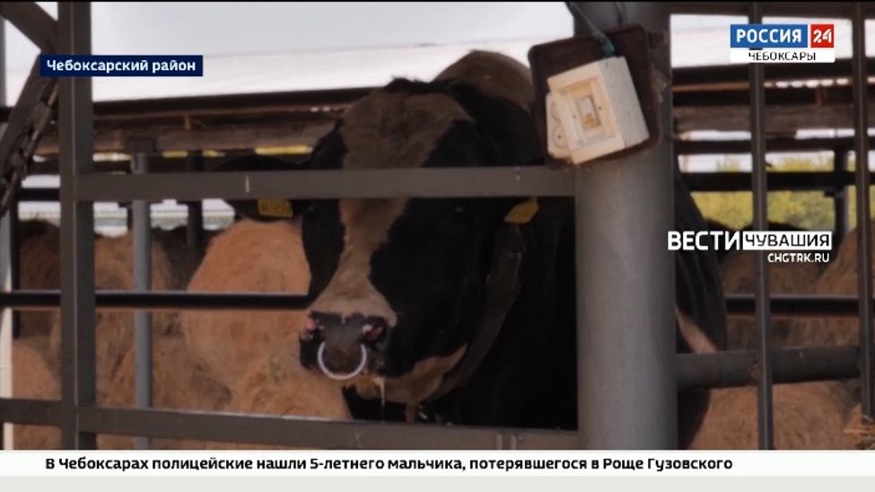 Глава Чувашии выступил за 100%-й охват искусственным осеменением предприятий аграрного сектора и ЛПХ