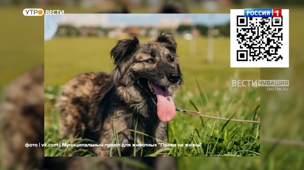 Проект "Найди друга". №33. Рыся