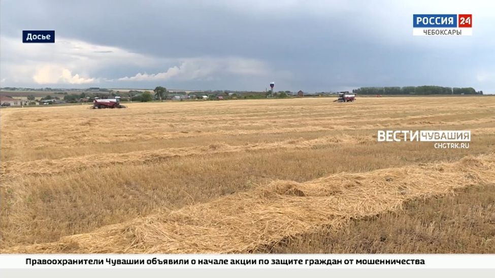 Из-за засухи хозяйства Чувашии потеряли более 67 млн рублей