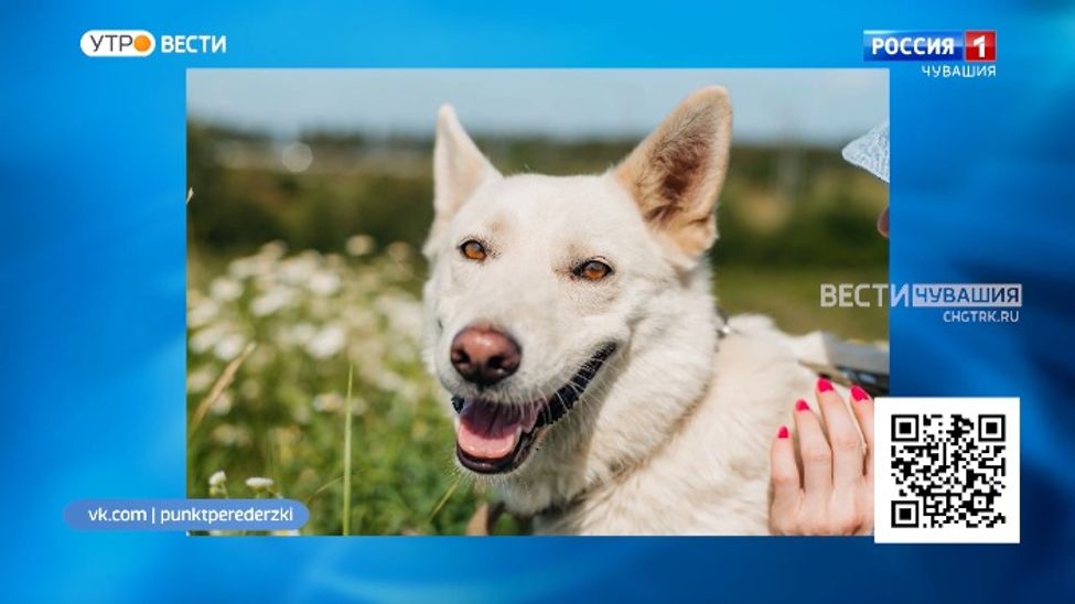 Проект "Найди друга". №34. Аляска