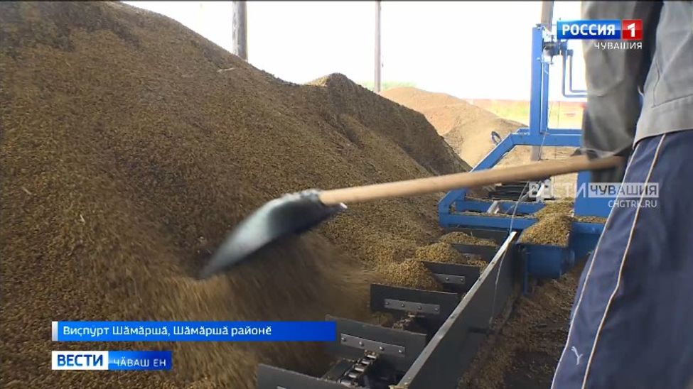 Шӑмӑршӑ районӗнче соя вырма пуҫланӑ