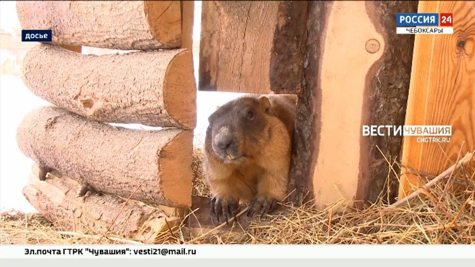 Чувашские сурки готовятся к зимней спячке