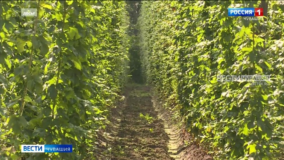 Хмелеводам Чувашии предстоит собрать культуру с площади 121 гектар