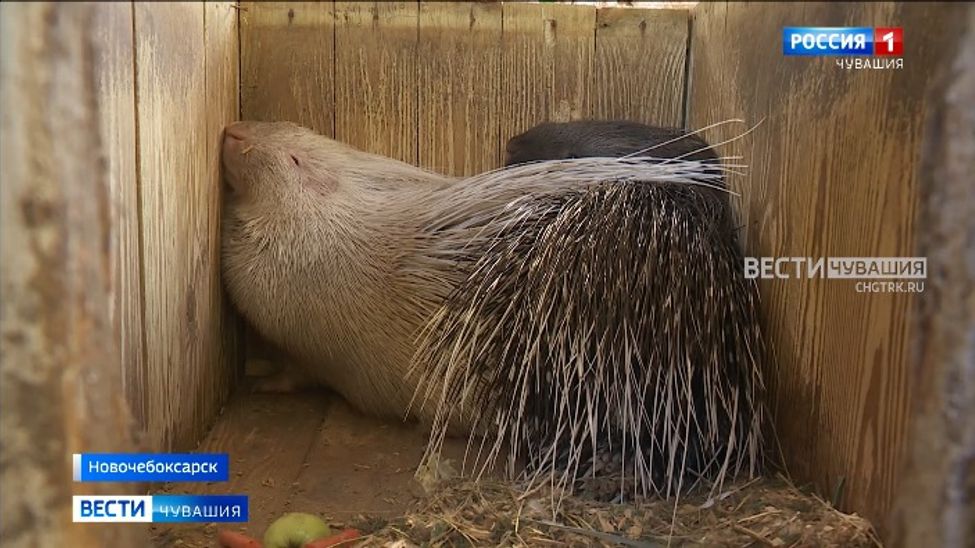 В новочебоксарском зоопарке рассказали, почему на самом деле дикобразы не стреляют иголками