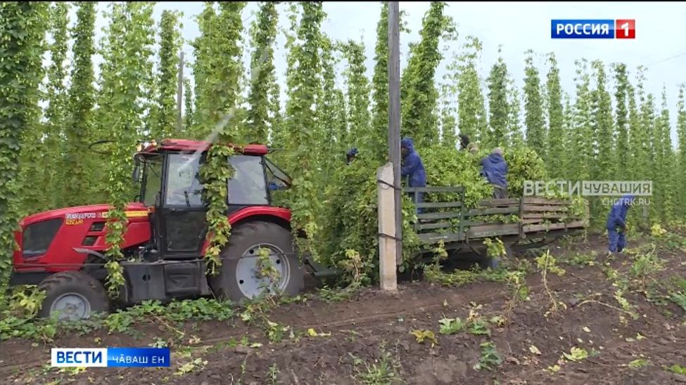 Республикӑра "симӗс ылтӑн" пуҫтарма тытӑннӑ