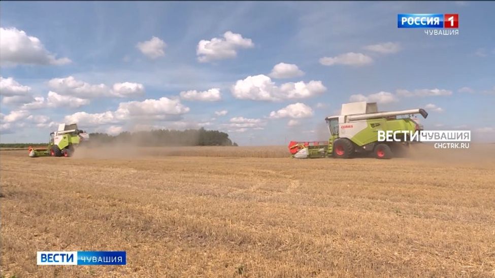 Урожайность по всем группам сельхозкультур в Чувашии в этом году выше прошлогодней