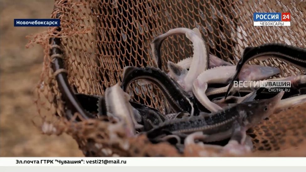 В Чебоксарское водохранилище выпустили более 33 тысяч сеголеток