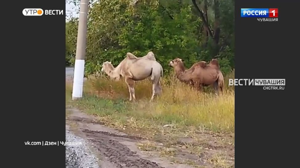 Мобильный репортер. Выпуск от 24.09.2022