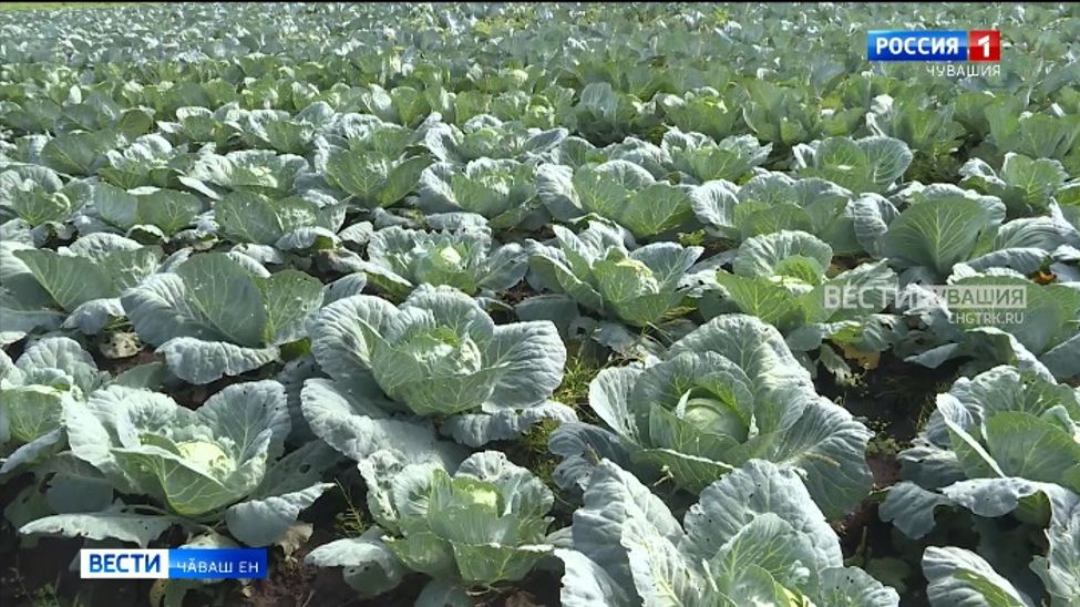 Чӑваш Енре кӑҫал теплицӑра ӳстернӗ пахча-ҫимӗҫ уйрӑмах ӑнса пулнӑ 