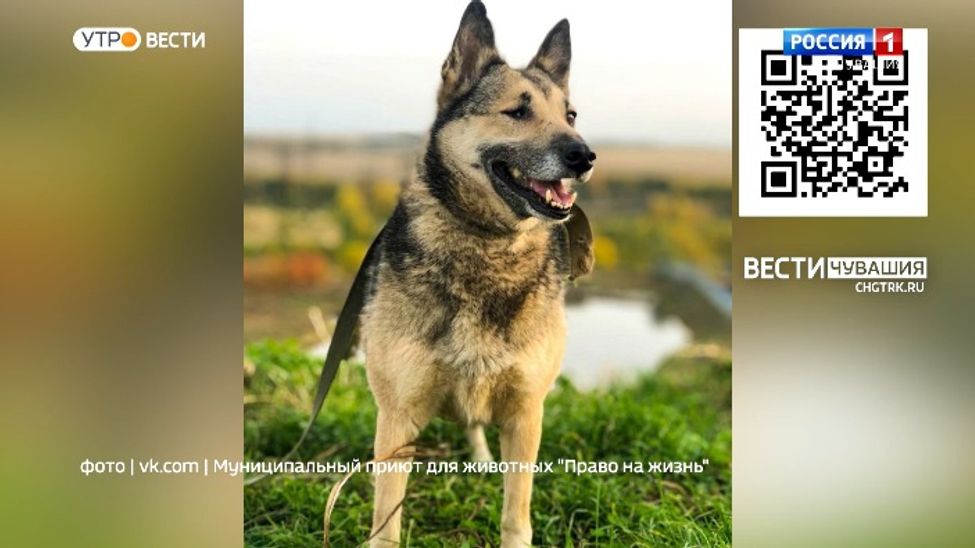 Проект "Найди друга". №37. Шурочка