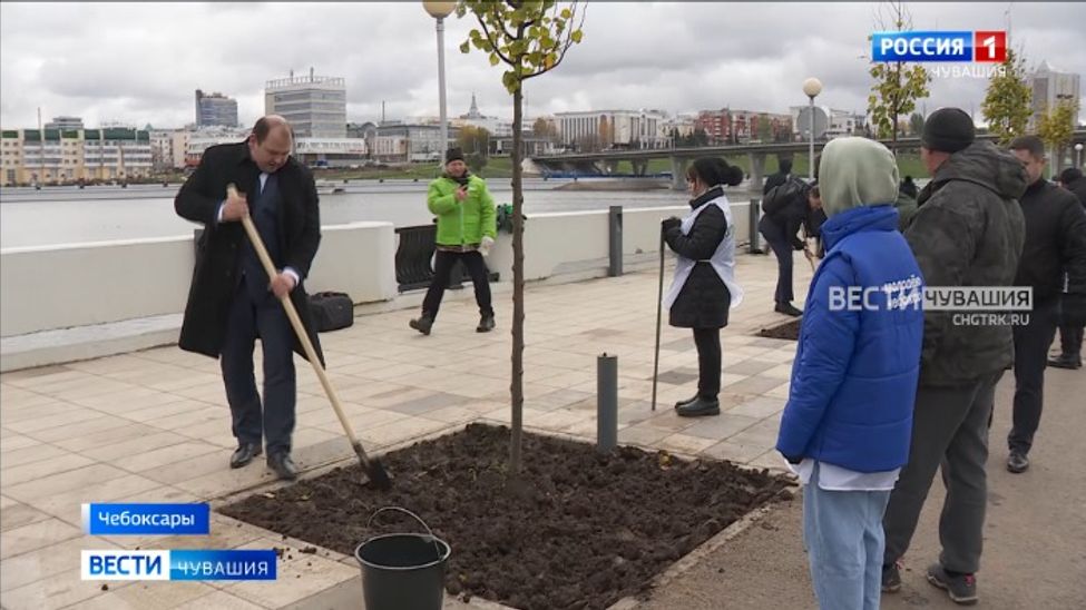 Набережную чебоксарского залива теперь украшают новые липы