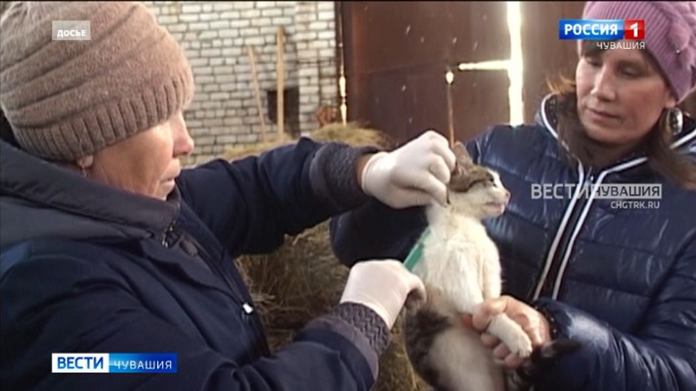 В Канашском районе установили карантин по бешенству