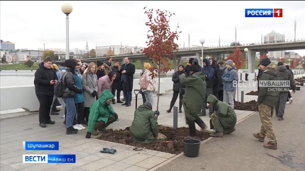 Чӑваш Енре 130 пин йывӑҫ-тӗм лартса хӑварнӑ