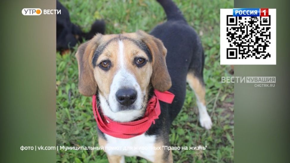 Проект "Найди друга". №38. Белла 