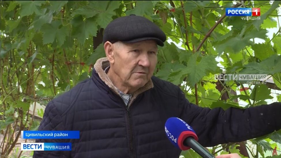 Садовод-любитель доказал, что в Чувашии можно выращивать теплолюбивые растения и получать неплохой урожай 