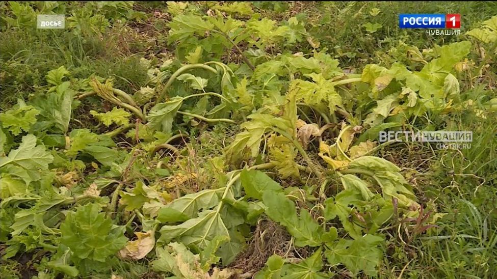 В Чувашии на борьбу с борщевиком выделили более 15,5 млн рублей