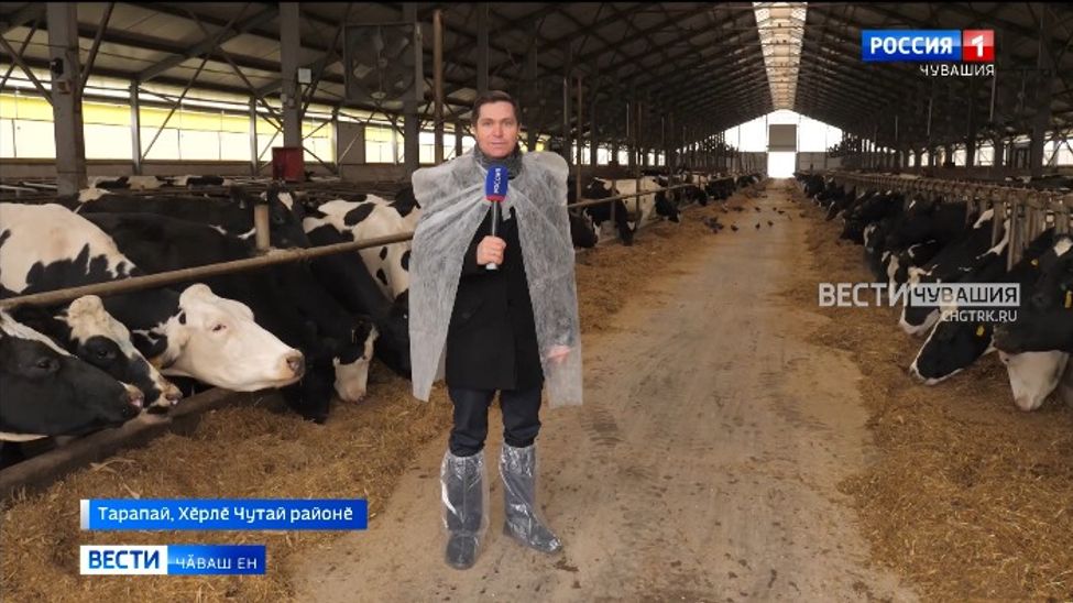 Хӗрлӗ Чутай районӗнчи "Коминтерн" хуҫалӑхра ҫӗнӗ пӑру вити хута кайрӗ