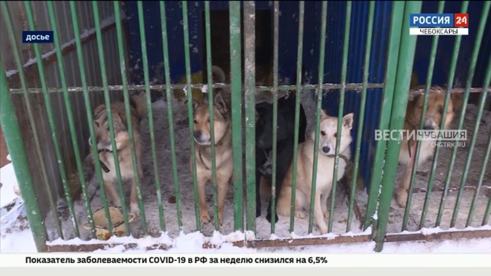 С начала года в Чувашии отловлено более 1200 бездомных животных