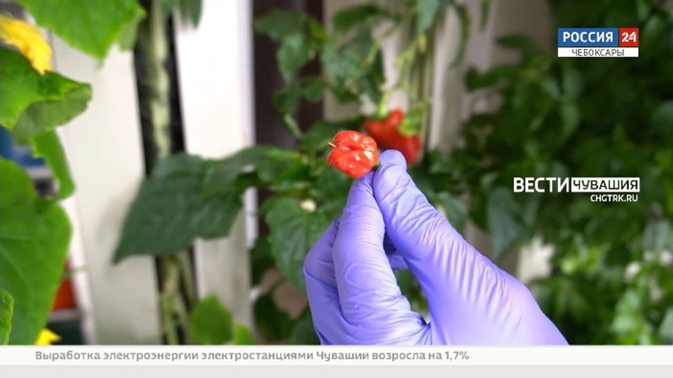 Студент из Чувашии вырастил перец самого острого сорта в мире