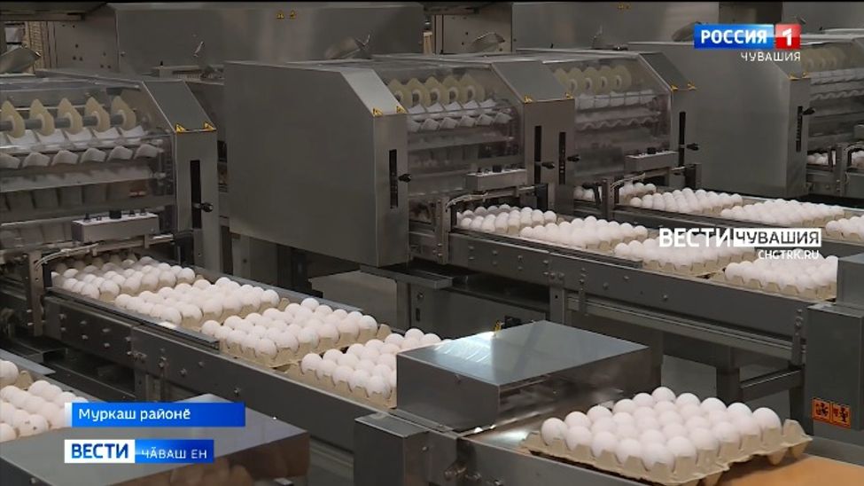 Муркашри чӑх-чӗп фабрикинче ҫӗнӗ лини хута янӑ