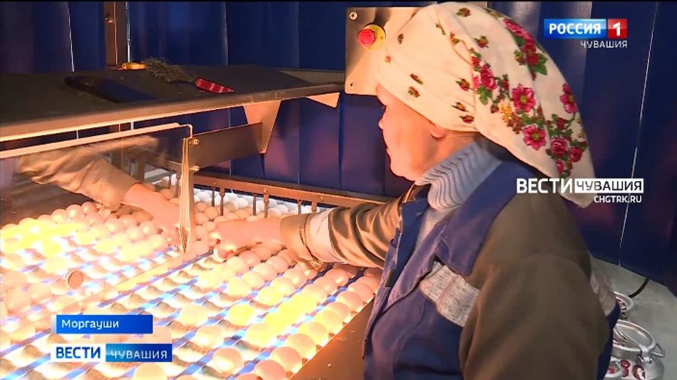 В Чувашии на 18% выросло производство яиц