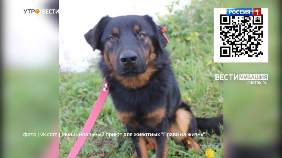 Проект "Найди друга". №41. Воспитанный и дружелюбный Валдай