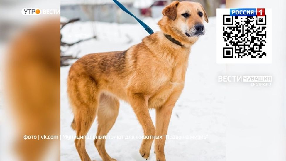 Проект "Найди друга". №42. Собака-отличница Цедра