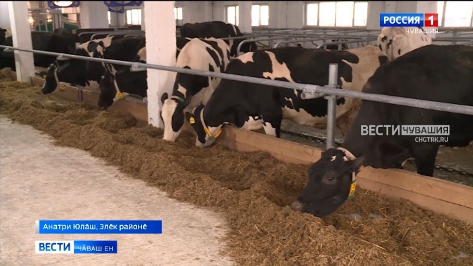 Элӗк районӗнче республикӑри пӗрремӗш автоматизациленӗ ферма хута кайрӗ