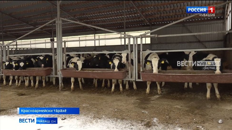 Красноармейски тӑрӑхӗнче ҫӗнӗ пӑру ферми ӗҫлеме пуҫларӗ